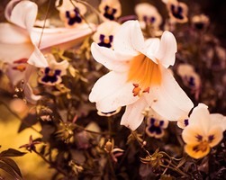 紫微斗數貧賤格局：君子在野格