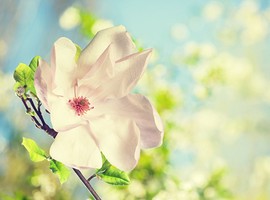 值得你付出真心的紫微主星男