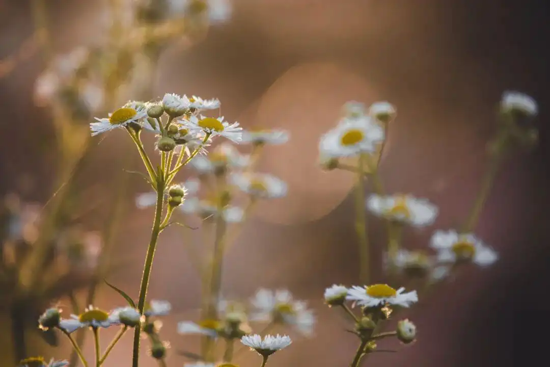 紫微斗數·論夫妻宮本義與太極轉換