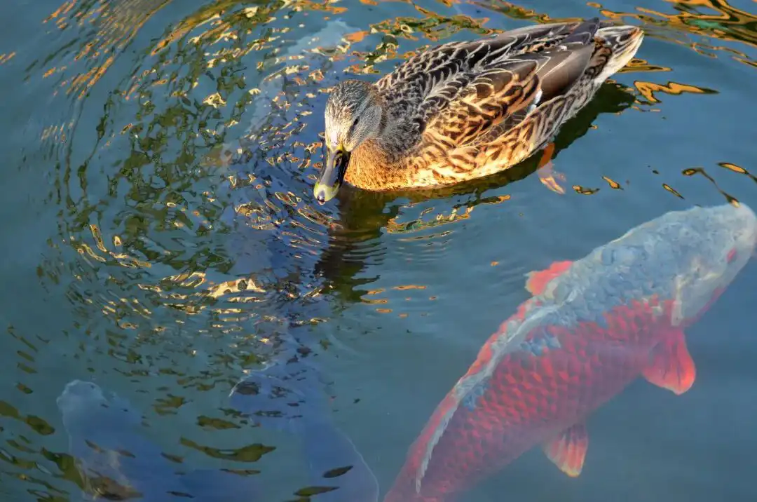 紫微斗數·論夫妻宮本義與太極轉換